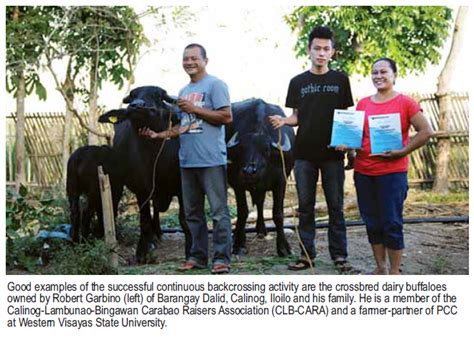 PCC improving native carabao breed for greater productivity.
